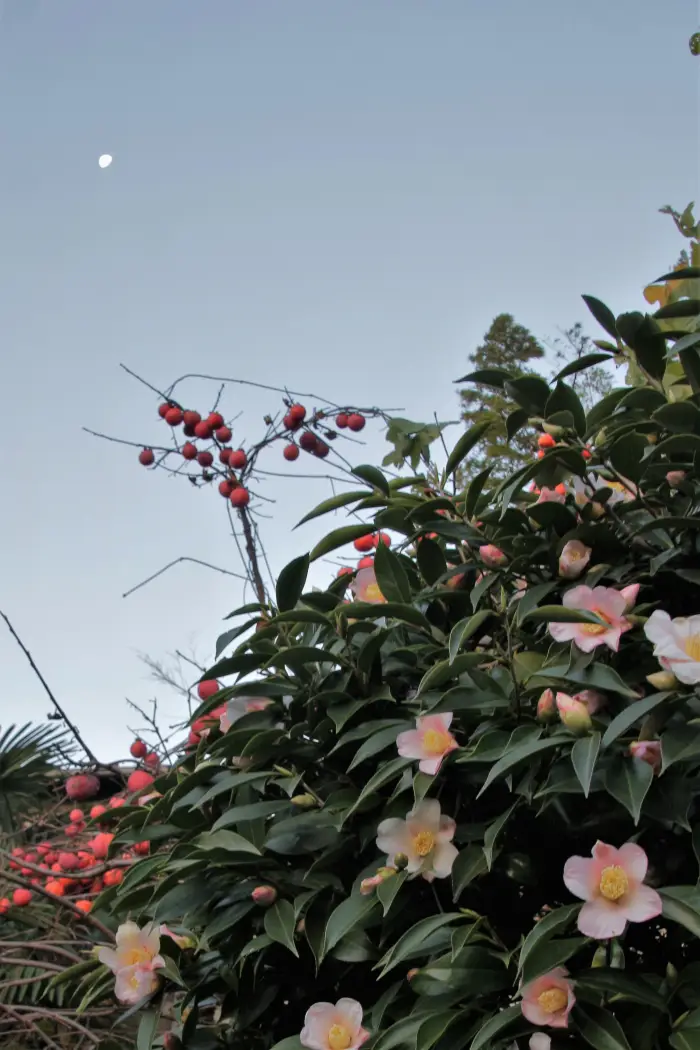 月・山茶花・柿