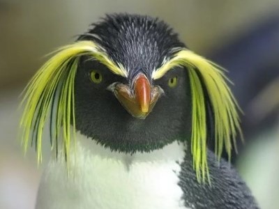 ペンギン