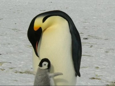 ペンギン