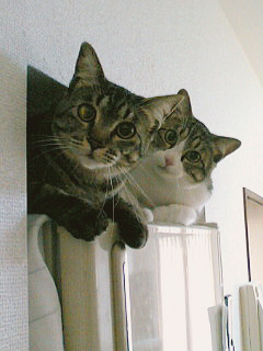 ちぃちゃんとちゃいちゃん