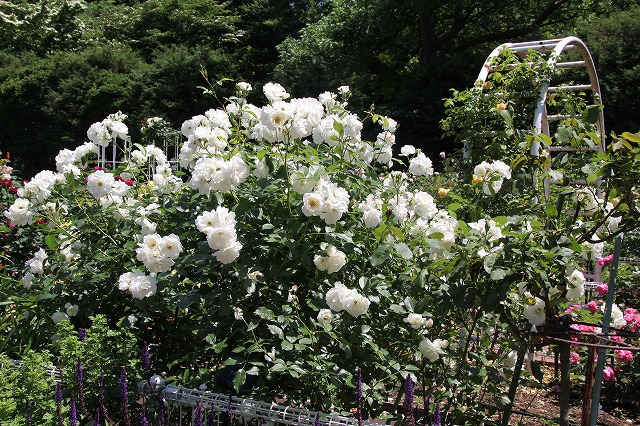 こども植物園