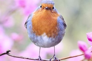 ばーど