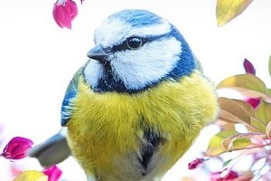 ばーど