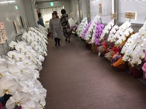 楽屋蘭