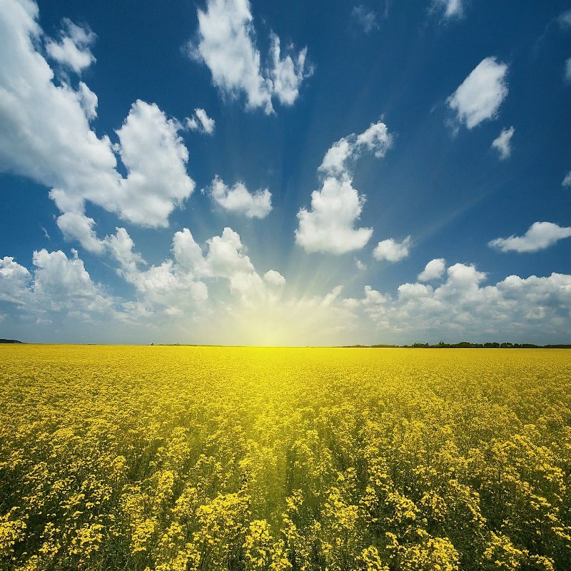 夏の太陽