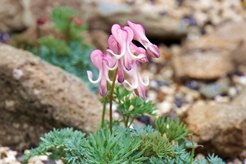 湿生花園にて