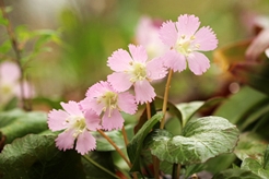 湿生花園にて