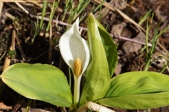 湿生花園にて